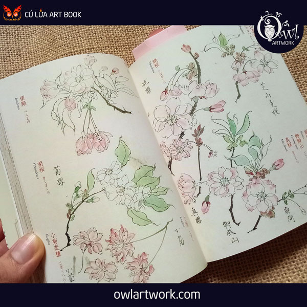 owlartwork-sach-artbook-concept-art-flora-sketches-vang-15