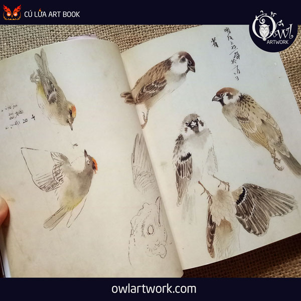 owlartwork-sach-artbook-concept-art-flora-sketches-xanh-14