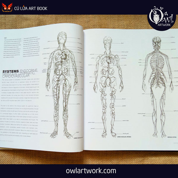 owlartwork-sach-artbook-day-ve-anatomy-artist-5