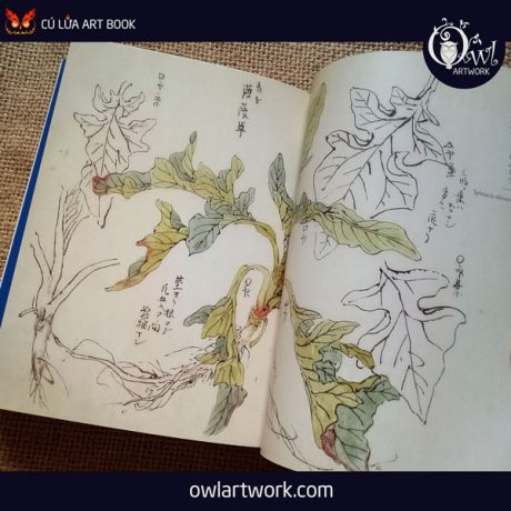 owlartwork-sach-artbook-concept-art-flora-sketches-xanh-8