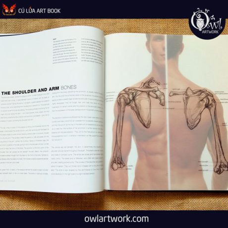 owlartwork-sach-artbook-day-ve-anatomy-artist-10
