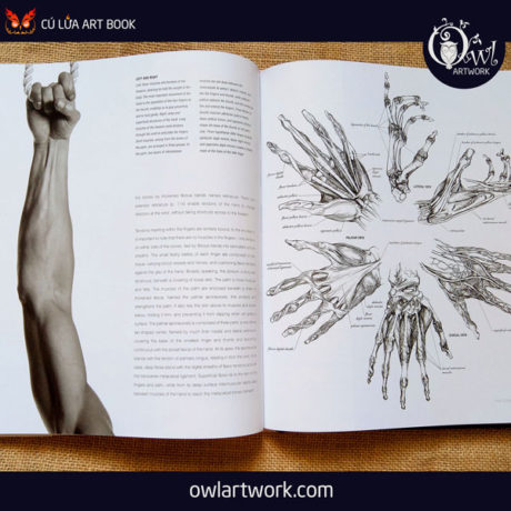 owlartwork-sach-artbook-day-ve-anatomy-artist-13
