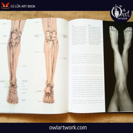 owlartwork-sach-artbook-day-ve-anatomy-artist-14