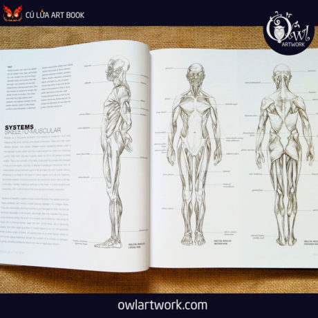 owlartwork-sach-artbook-day-ve-anatomy-artist-4