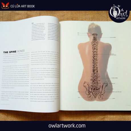 owlartwork-sach-artbook-day-ve-anatomy-artist-8