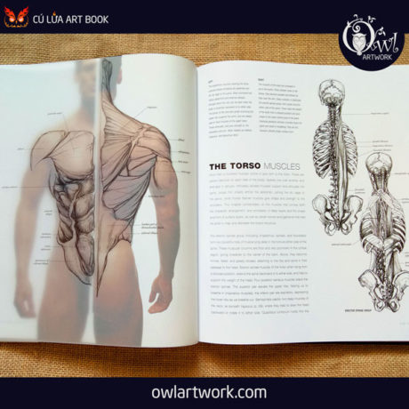 owlartwork-sach-artbook-day-ve-anatomy-artist-9